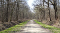 Un autre aspect de la forêt d'Orléans