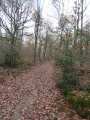 Un autre aspect du chemin bordé de houx