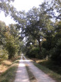 En forêt entre Mailly et Verzenay En forêt entre Mailly et Verzenay