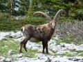 Hauts plateaux du Vercors par Archiane