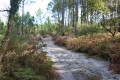 Un bois de pins et de bruyère