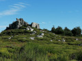 un bosquet sur le plateau