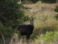 Un bouc au Belchen