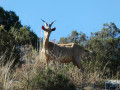 Une chèvre dans les Alpilles