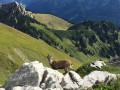 Un bouquetin en promenade