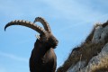 Bouc