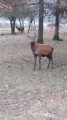 Un cerf Un cerf