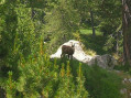 Un chamois en toile de fond ...