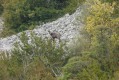 Un chamois Un chamois