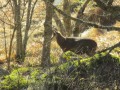 Un chamois Un chamois