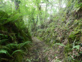 Un chemin creux Un chemin creux