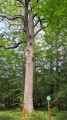 Un chêne bicentenaire.