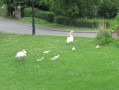 Un couple de cygnes et leurs petits Un couple de cygnes et leurs petits
