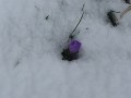 Un crocus