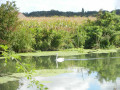 Un cygne