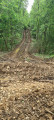 Chemin de traverse pour l'exploitation forestière