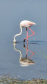 Flamant rose