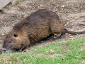 Un habitant du marais