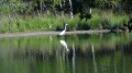 Un héron blanc sur l'étang Mont Collier