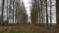 Un insolite alignement d'arbres le long de la Rue Tramasure