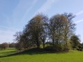 Un joli bosquet dans la campagne