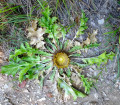 Un joli chardon dans la garrigue