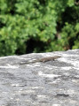 Un lézard des murailles sur le pont du chemin de fer