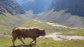 Un magnifique bovin avec en arrière plan le Plan d'Alpe