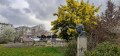 Un mimosa du parc Georges Brassens