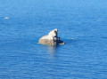 un morse dans la mer ...