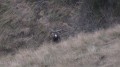 Un Mouflon de la vallée de Chaudefour Un Mouflon de la vallée de Chaudefour