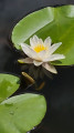 Un nénuphar  blanc