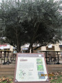 un olivier sur la place du village