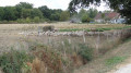 Un pacage à moutons