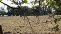 Un paccage, paysage emblématique de la Sologne d'autrefois