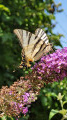 Un Papillon fait la pause