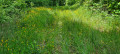 Sentier des trois lacs à Bulgnéville Sentier des trois lacs à Bulgnéville