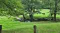 un paysage bucolique