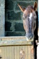 Un Percheron