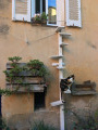 Un petit chat