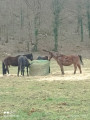 Un petit tour a cheval