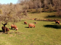 Un petit troupeau de vaches Highlands broutant paisiblement