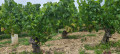 Dans les coteaux de Chablis Dans les coteaux de Chablis