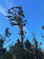 Promenade en forêt humide sur la côte Ouest de Nouvelle Zélande