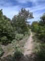 Un sentier bucolique