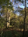 Maisons à pans de bois, étangs, forêts et moulin à vent autour de Dosches Maisons à pans de bois, étangs, forêts et moulin à vent autour de Dosches