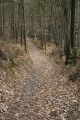 Un sous-bois agréable