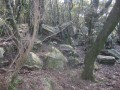 Un sous bois plein de fraîcheur