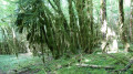 Un sous-bois ressemblant par endroit à une forêt pluviale