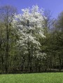 Un splendide merisier en fleurs